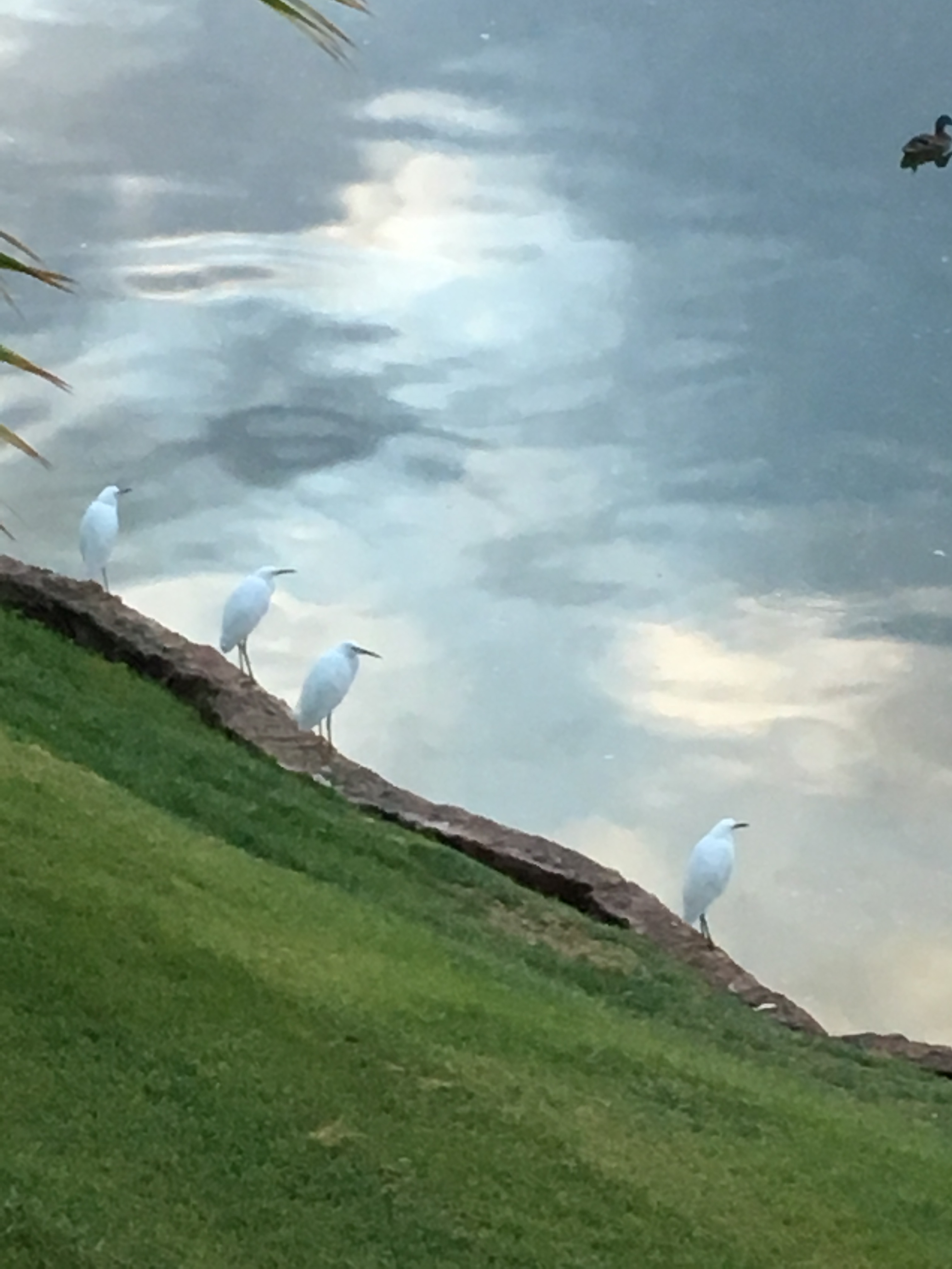 rphoa-egrets-1